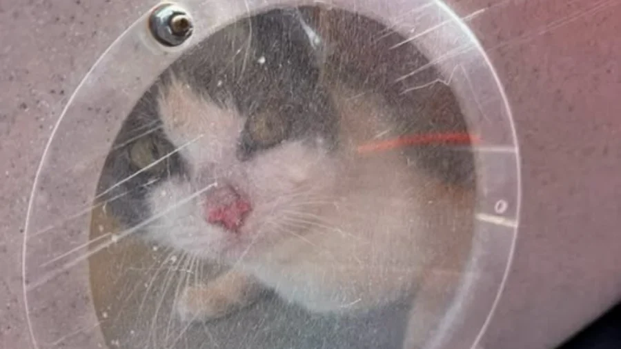 60 Cats Rescued From Abandoned Sailboat Off Washington State Coast