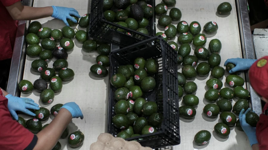 US Fully Restarts Activities in Mexico's Avocado Hub After Security Scare