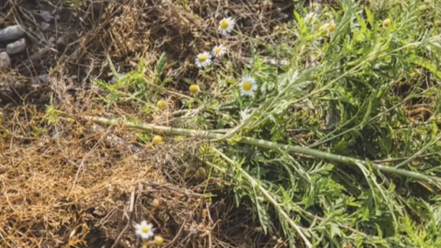 Finding Value in Plant Waste: How Invasive Plants Could Become an American Energy Opportunity