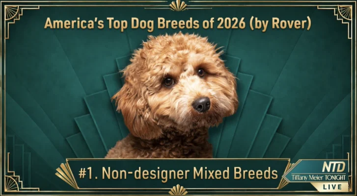 America's Most Popular Dogs in 2026