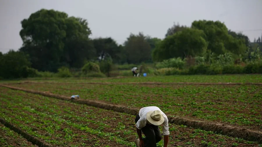 Impending Food Crisis? China Enacts First Farmland Protection Law
