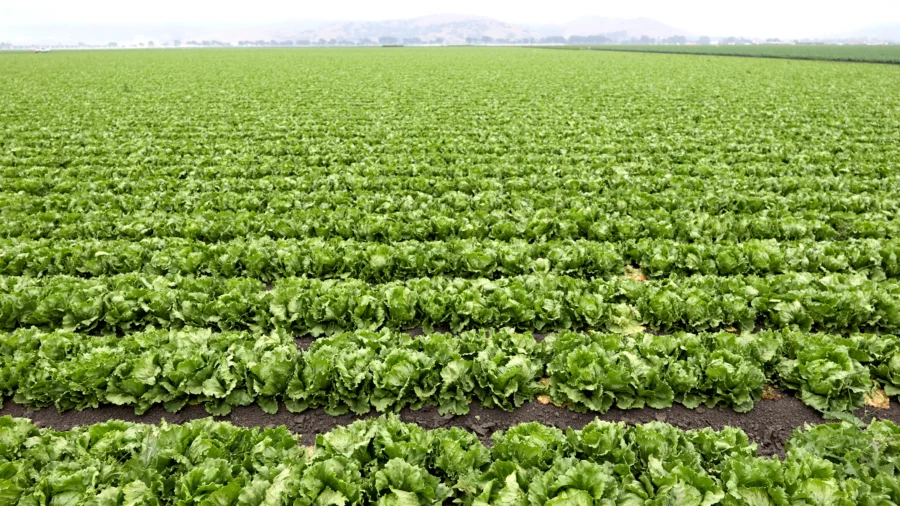 Largest Cyclospora Outbreak in US History Is Over: CDC