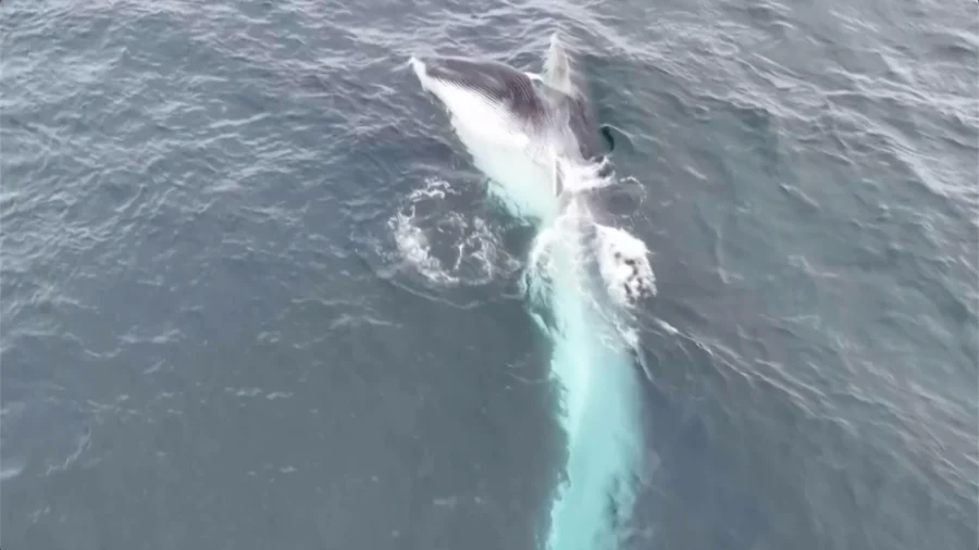 Fin Whale, 2nd Largest Species on Earth, Spotted Feeding Off the Coast of Wales