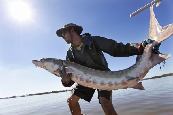 70-pound Atlantic sturgeon