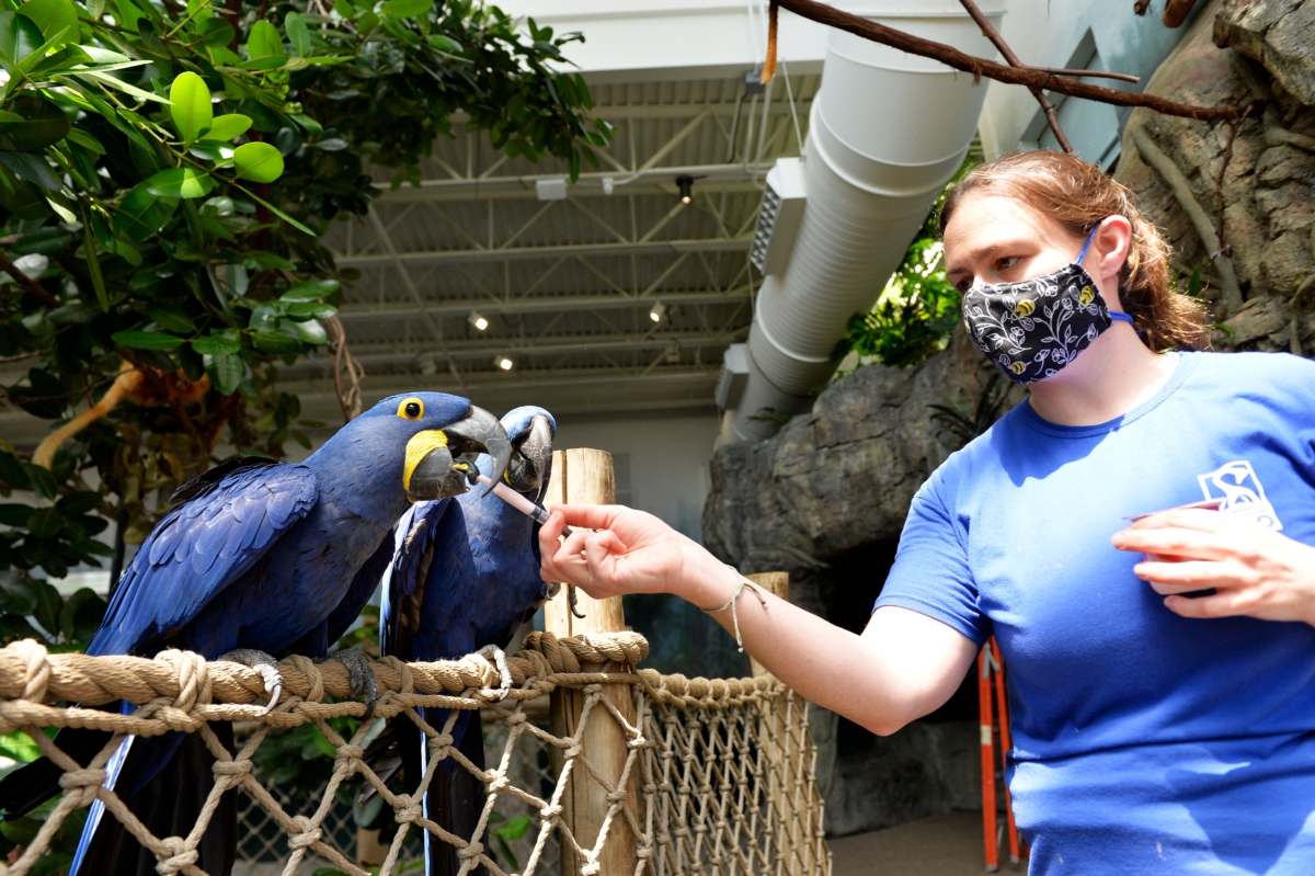 Macaws enjoy yogurt treats from zookeepers inside the rainforest exhibit at the Roger Williams Park Zoo in Providence, R.I., on April 29, 2020. (Joseph Prezioso/AFP via Getty Images)