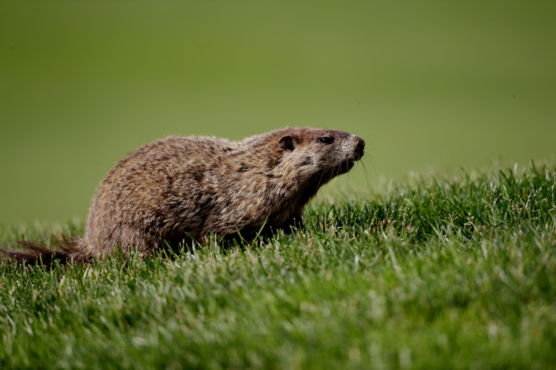 A marmot in a file photo. (Ross Kinnaird/Getty Images)