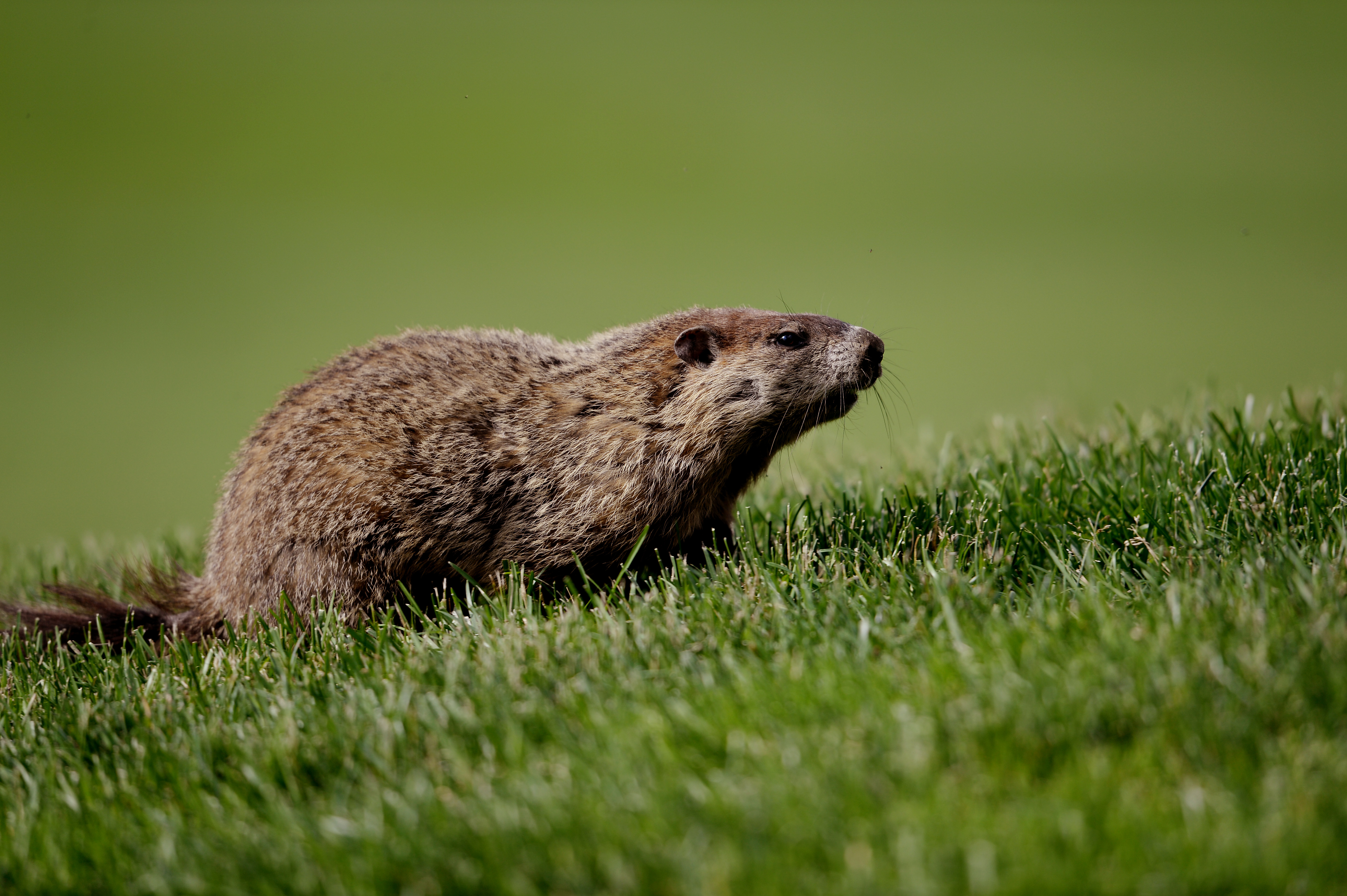 Marmots reportedly can cause the plauge. (Ross Kinnaird/Getty Images)