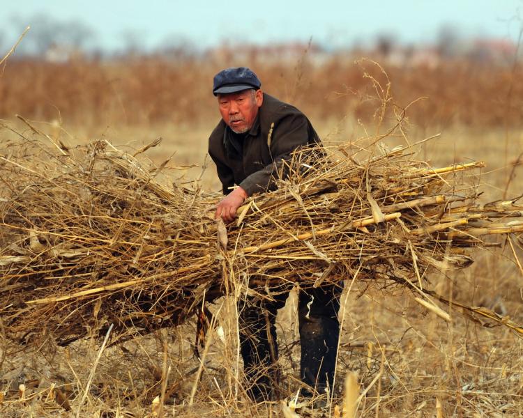 A farmer bundles dried stalks of wheat