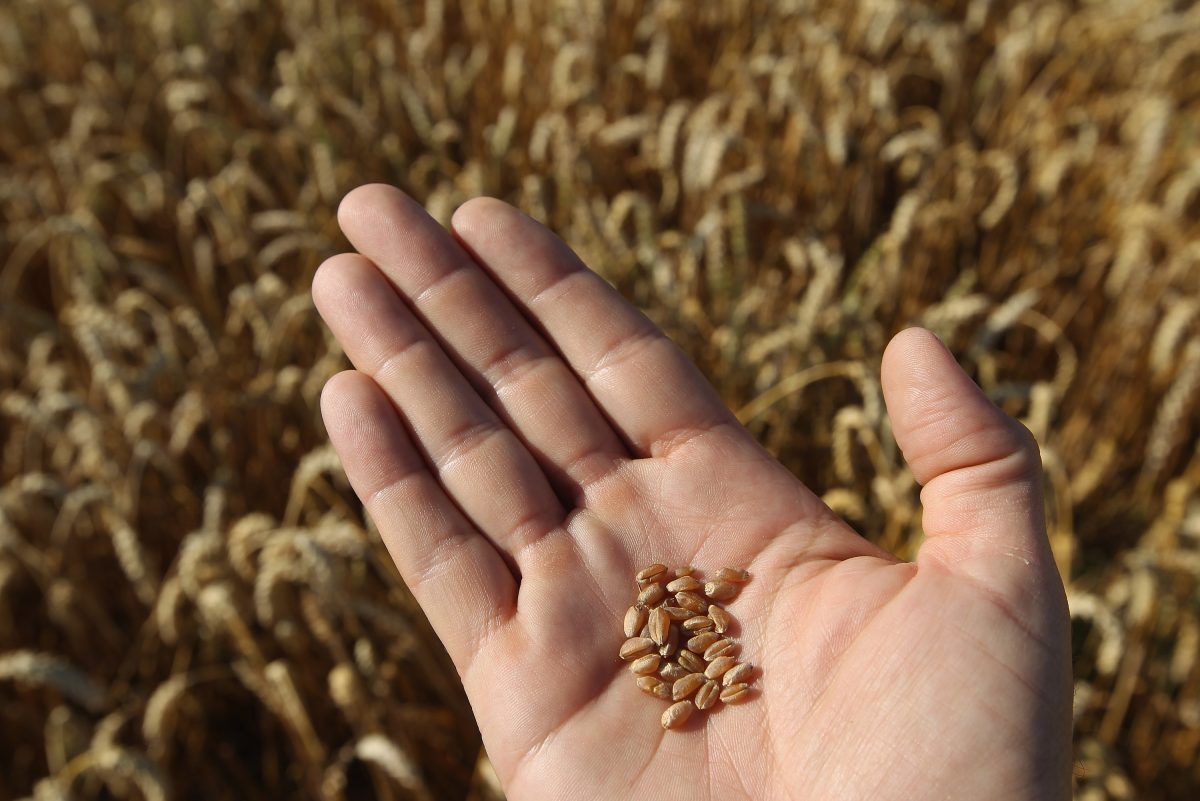 Wheat grains