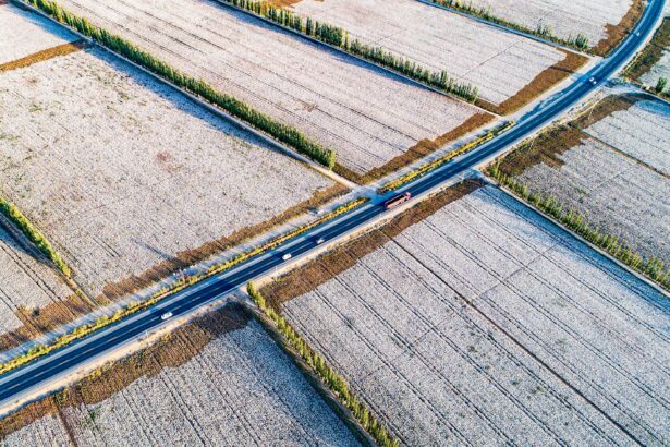 cotton fields in Xinjiang