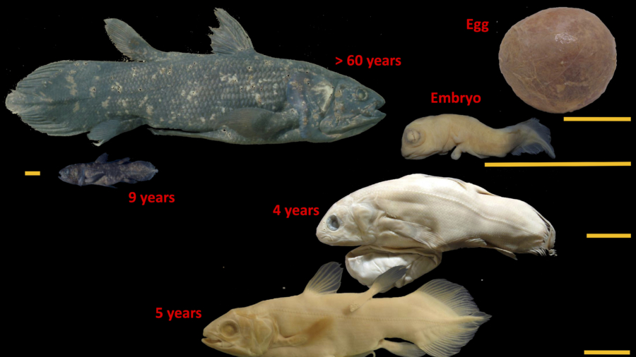 Weird ‘Living Fossil’ Fish Lives 100 Years, Pregnant for 5 Years