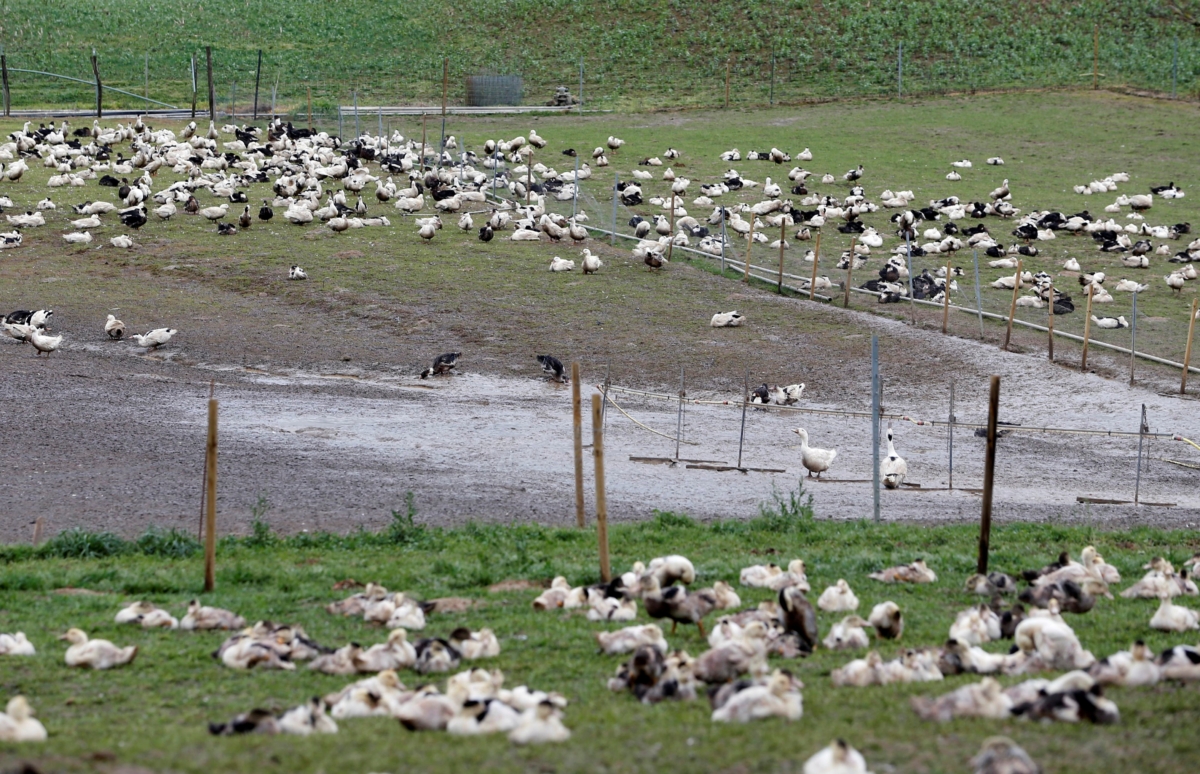 Ducks are pictured in a field at a poultry farm in Montsoue, France, on Jan.12, 2017. (Regis Duvignau/Reuters)