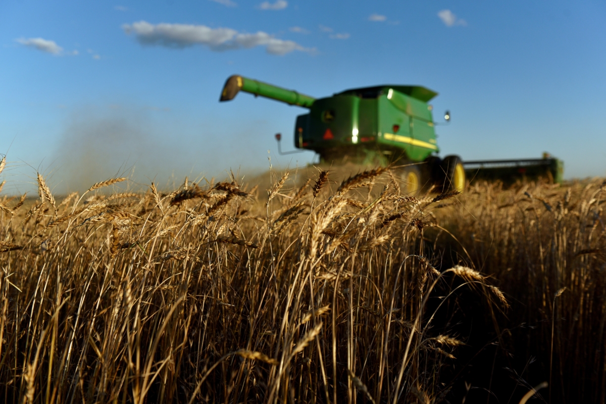 A combine harvests wheat in Corn, Okla., on June 12, 2019. (Nick Oxford/Reuters)