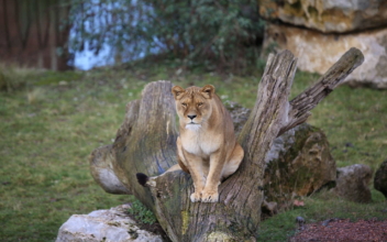 Lioness at Belgian Zoo Tests Positive for COVID-19