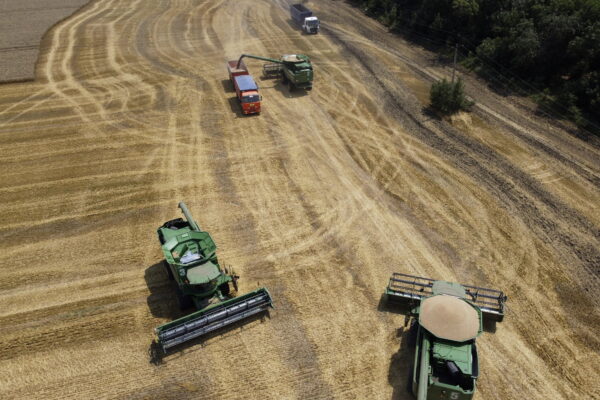 Farmers harvest with their combines in a wheat field near the village Tbilisskaya, Russia, July 21, 2021. (AP Photo/Vitaly Timkiv, File)