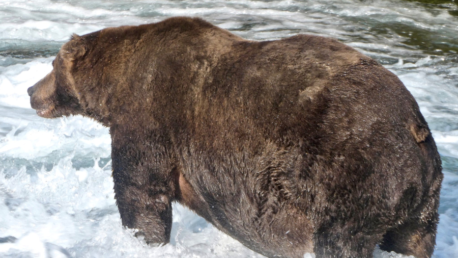 Hunter in Alaska Recovering After Being Mauled by Bear and Shot Amid Effort to Fend It Off